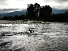 Como a IA poderia ajudar no trabalho de conservação