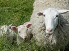 Oficiais do BC agora têm permissão para matar ovelhas domésticas abandonadas para proteger animais selvagens