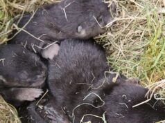 Lontra adorável: filhotes de lontra encontrados escondidos sob o galpão de Richmond
