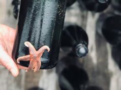 O oceano encontra o pomar: esta empresa da Holanda está envelhecendo cidra no mar