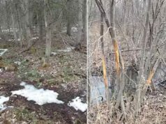 Chevreuil: prospecção printanière