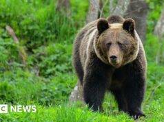 Mulher morta por urso em floresta polonesa, dizem filho e governo native