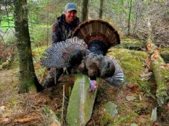 Le Dindon Sauvage, um adversário redoutável