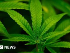 Administração Trump reclassifica hashish como menos perigosa