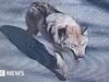 Coreia do Sul implanta câmeras de imagem térmica em busca de lobo fugitivo do zoológico