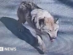 Coreia do Sul implanta câmeras de imagem térmica em busca de lobo fugitivo do zoológico