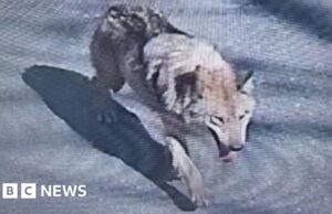 Coreia do Sul implanta câmeras de imagem térmica em busca de lobo fugitivo do zoológico