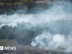 A perda international de florestas diminui, mas os incêndios do El Niño podem ameaçar o progresso