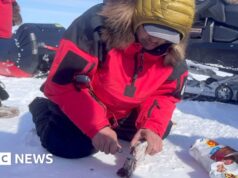 O que é preciso para sobreviver no Ártico? Esses guardas têm uma ideia