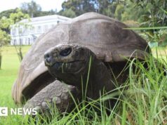 A tartaruga mais velha conhecida do mundo, Jonathan, morre aos 193 anos