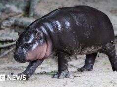Homem multado após invadir recinto do hipopótamo viral Moo Deng