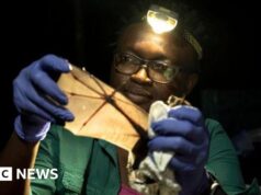 Nigeriano ganha prêmio world por tentar salvar morcegos em um país que os evita