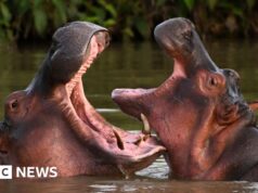 Filho de bilionário indiano se oferece para salvar hipopótamos de Escobar