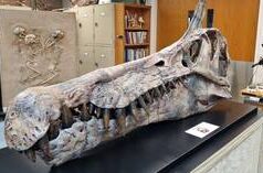 Os ancestrais dos mamíferos botavam ovos – estudo (FOTOS)