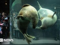 Funcionário do zoológico do Japão supostamente joga o corpo da esposa dentro do incinerador