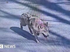 Gravações de uivos e uma imagem de IA: por dentro da longa caçada da Coreia do Sul por um lobo fugitivo