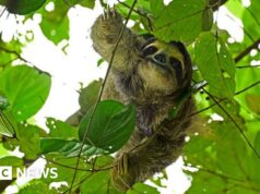 Dezenas de preguiças morreram antes da abertura da atração Sloth World na Flórida