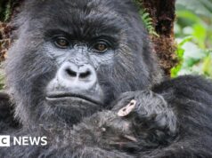 Quando Attenborough conheceu os gorilas – a história por trás de seu momento icônico na TV