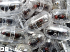 Cidadão chinês condenado a um ano de prisão por contrabandear formigas para fora do Quénia