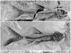 Geólogos descobrem um caminho oculto que o rio Colorado não percorria há 5,6 milhões de anos