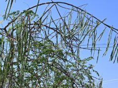 Eleições para a Assembleia de Tamil Nadu em 2026: eleitores irritados com a apatia em relação ao potencial industrial do eleitorado de Aravakurichi