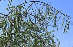 Eleições para a Assembleia de Tamil Nadu em 2026: eleitores irritados com a apatia em relação ao potencial industrial do eleitorado de Aravakurichi