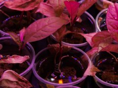 Dragonberry Weed pode ajudar cientistas a extrair metais de terras raras de solo poluído