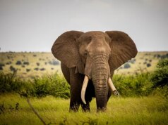 Sou uma celebridade da África do Sul ao vivo? Tudo que você precisa saber sobre as séries ITV