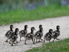 Tudo o que gostamos é uma operação psicológica