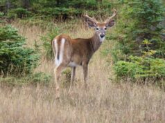 Chasse, uma modalidade discutível para cupons de transporte