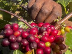 Conflito na Ásia Ocidental afecta preços do café; Produtores de Karnataka retêm produção