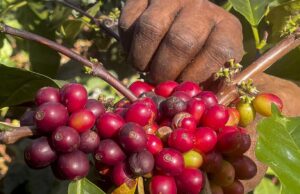 Conflito na Ásia Ocidental afecta preços do café; Produtores de Karnataka retêm produção