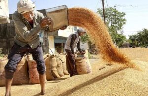 Congresso e órgãos de agricultores criticam o governo do MP por atraso na aquisição de trigo; BJP culpa falta de sacolas devido à guerra na Ásia Ocidental