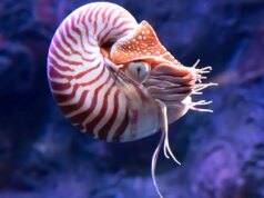 O antigo mistério do oceano se aprofunda à medida que o fóssil há muito identificado incorretamente é finalmente revelado pelos pesquisadores