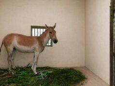 Burra selvagem asiática fêmea trazida para o zoológico de Vandalur em programa de intercâmbio