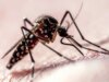 Dados da trajetória de voo mostram como os mosquitos atacam os humanos