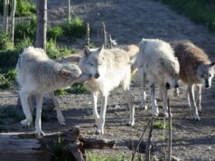 A população de lobos de Chernobyl é agora 7 vezes maior do que antes do desastre