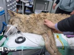 Lobo fugitivo da Coreia do Sul finalmente capturado após nove dias de busca