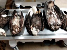 5 águias americanas encontradas mortas em Michigan, levantando preocupações sobre caça furtiva