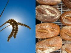 Criando um pão melhor