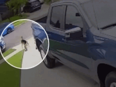 Menino de 4 anos da Califórnia sobrevive ao ataque de um coiote e tenta arrastá-lo para longe