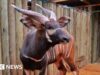 ‘Regresso a casa histórico’ com antílopes ameaçados de extinção transportados do jardim zoológico da República Checa para o Quénia