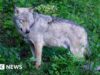 Suspeita de envenenamento na morte de 18 lobos em parque nacional italiano