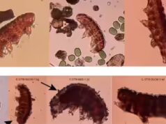 A vida pode sobreviver em Marte? Cientistas usam ‘ursos d’água’ para testar a habitabilidade do planeta vermelho