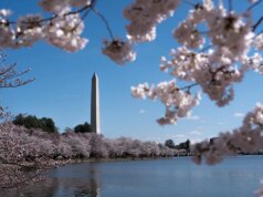 O esforço de Trump para embelezar DC ganha raros elogios dos democratas enquanto o presidente dá vida a monumentos