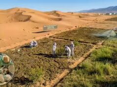 Pesquisadores chineses transformam areia do deserto em solo fértil em apenas 10 meses usando cianobactérias