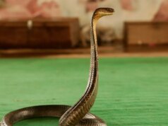 Turista morre em resort de luxo depois que cobra do present de cobras sobe nas calças e o morde: polícia
