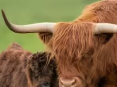 Agricultor do Reino Unido planeja criar vacas ‘menos fotogênicas’ das Terras Altas para impedir que turistas e influenciadores as filmem