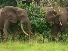 Milionário da Califórnia é pisoteado até a morte por elefantes durante uma expedição de caça na África
