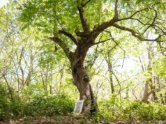 Árvore antiga que inspirou a casa de campo Brambly Hedge descoberta na floresta de Epping